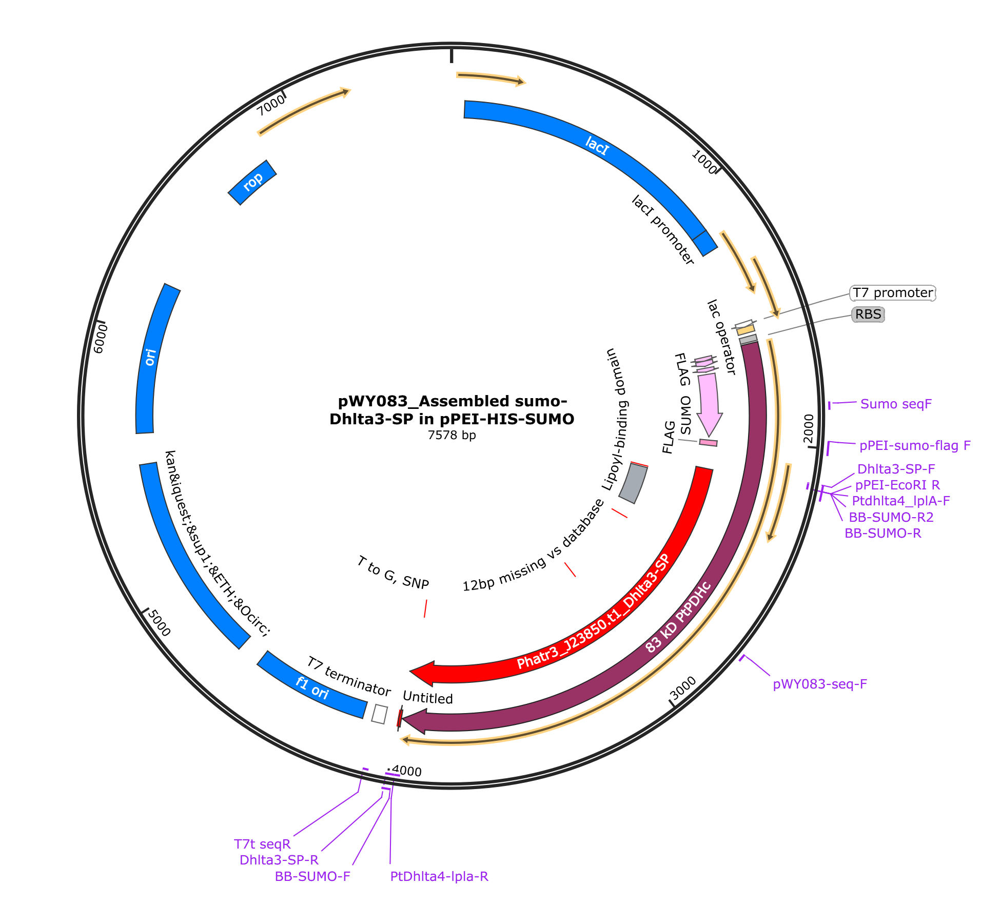 pWY083 pPEI_PtPDHE2载体图谱.png